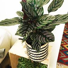 best plants to grow indoors