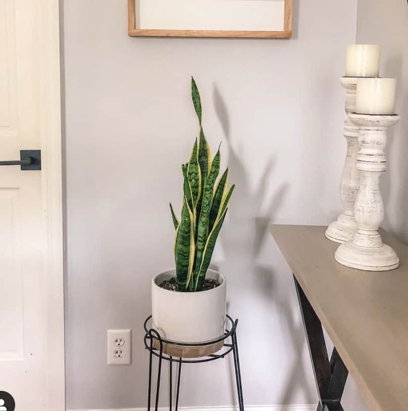 Do all snake plants clean the air