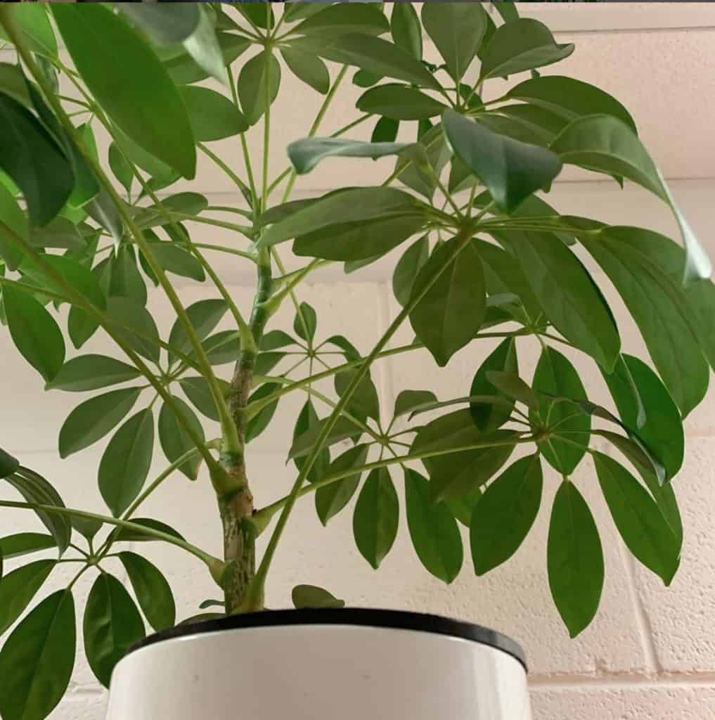 Can you take cuttings from an umbrella plant