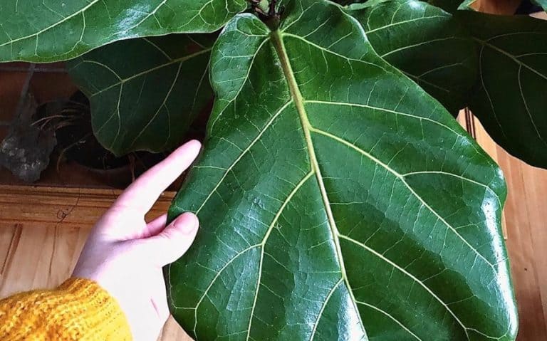 How do I fix brown spots on my fiddle leaf fig