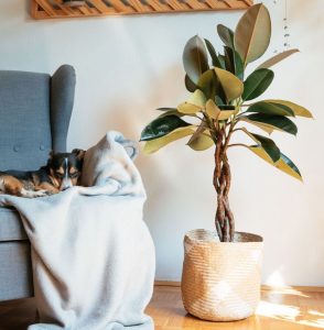 Where should I place my rubber plant?