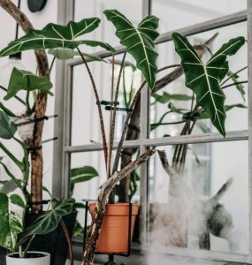 Do Philodendrons like to be misted?