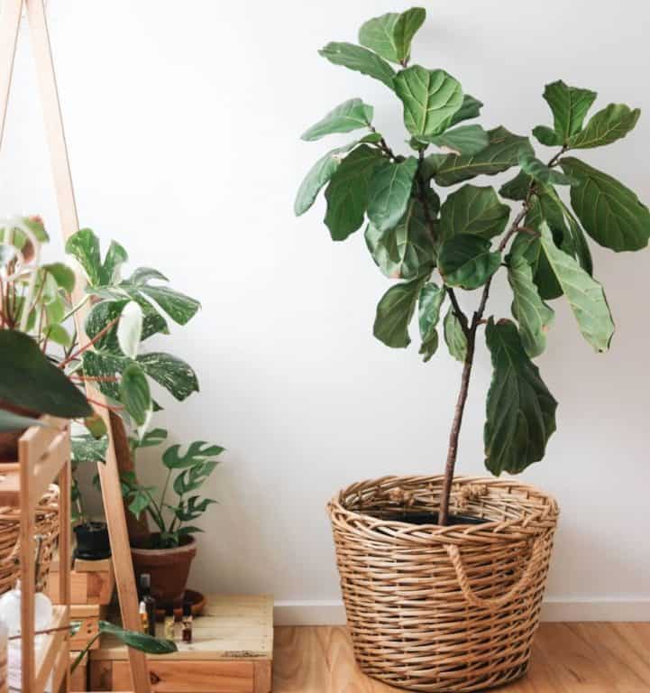 Why do fiddle leaf fig leaves fall off