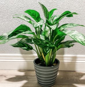How much light does a Chinese evergreen need