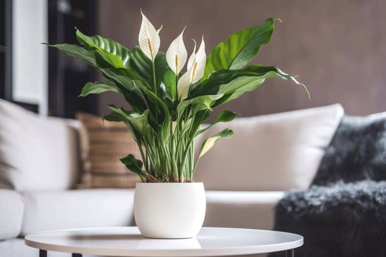 Are peace lilies poisonous to humans?