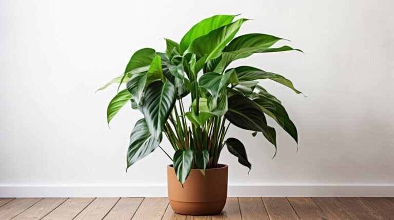 Philodendron Congo Green Care Guide