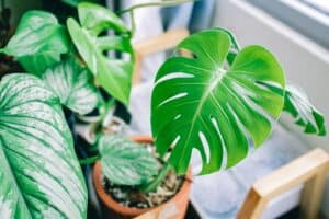 philodendron care guide success